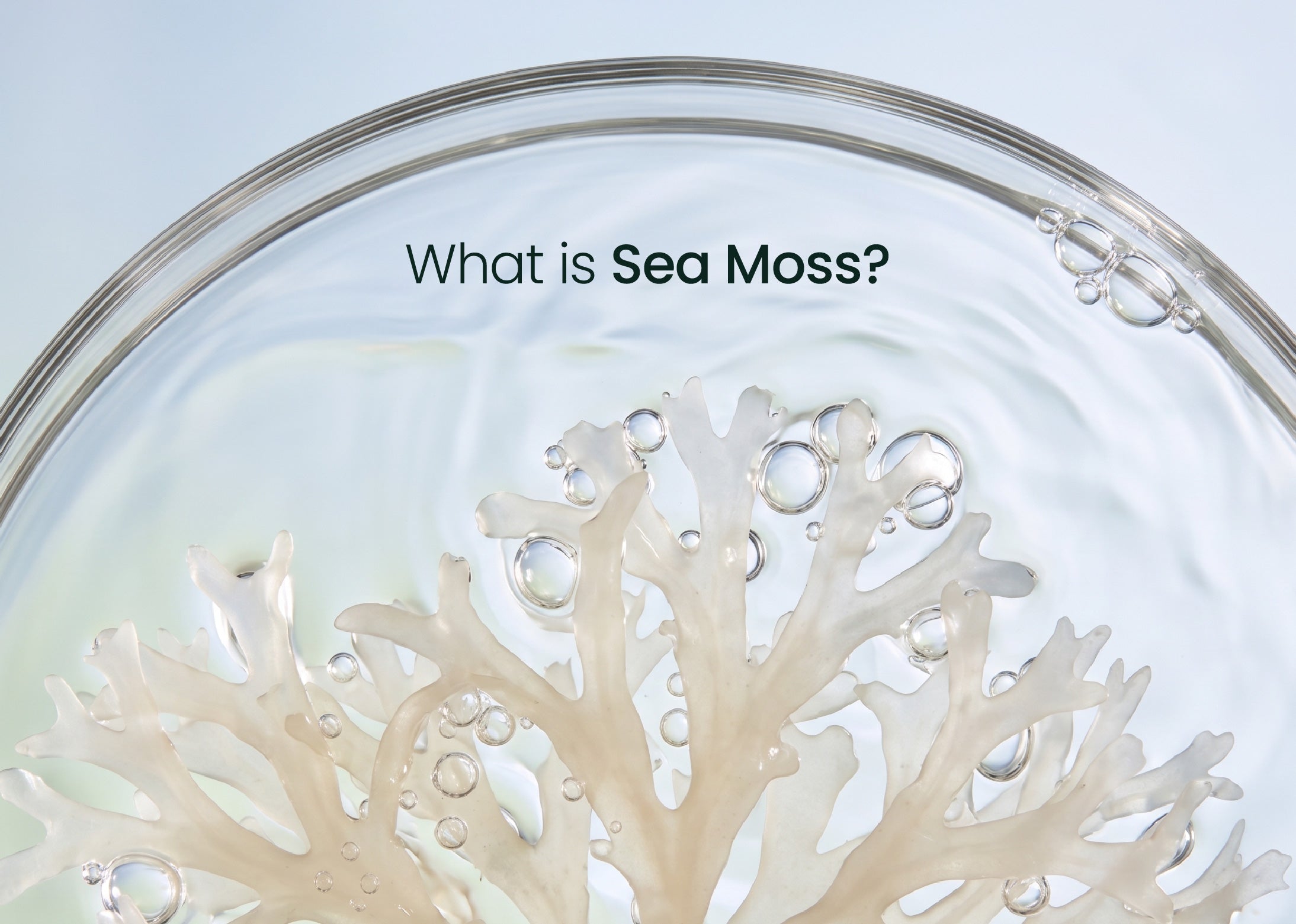 What Sea Moss Can and Can't Do