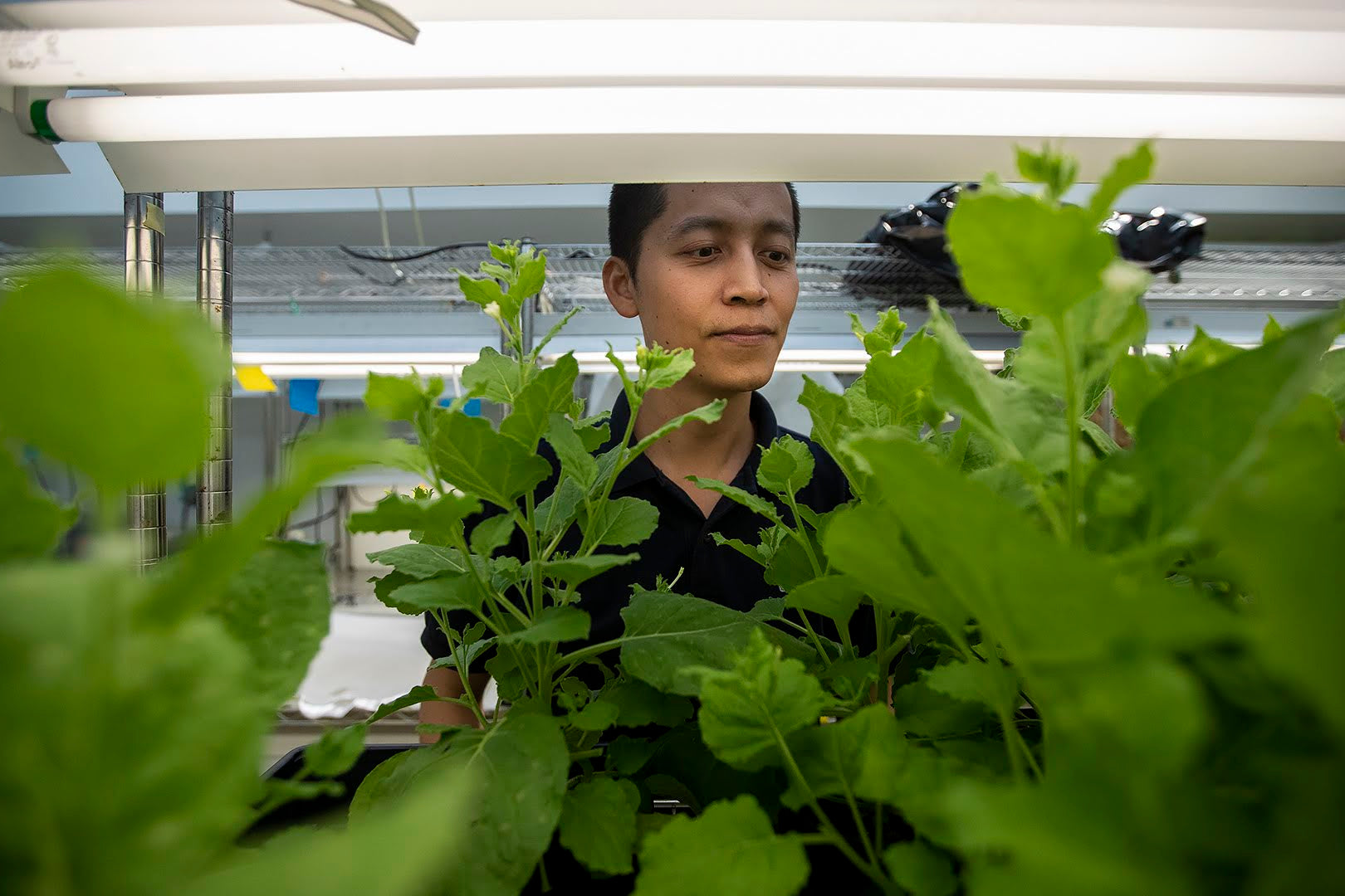 Neumina Co-Founder Dr. Jing-Ke Weng examining plants in laboratory - science-backed botanical research and wellness brand