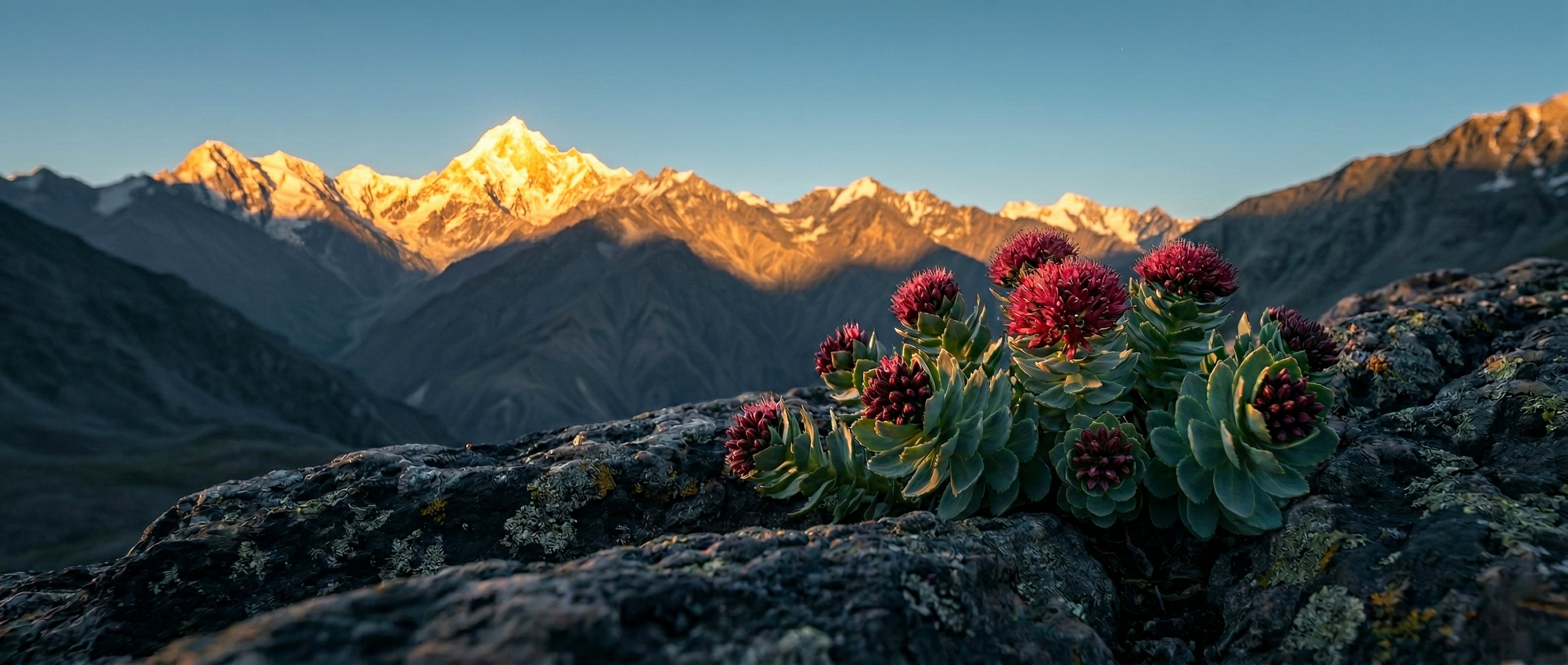 Neumina red alpine plants in rocky mountains - eco-friendly wellness solution and sustainable science-backed nutrition