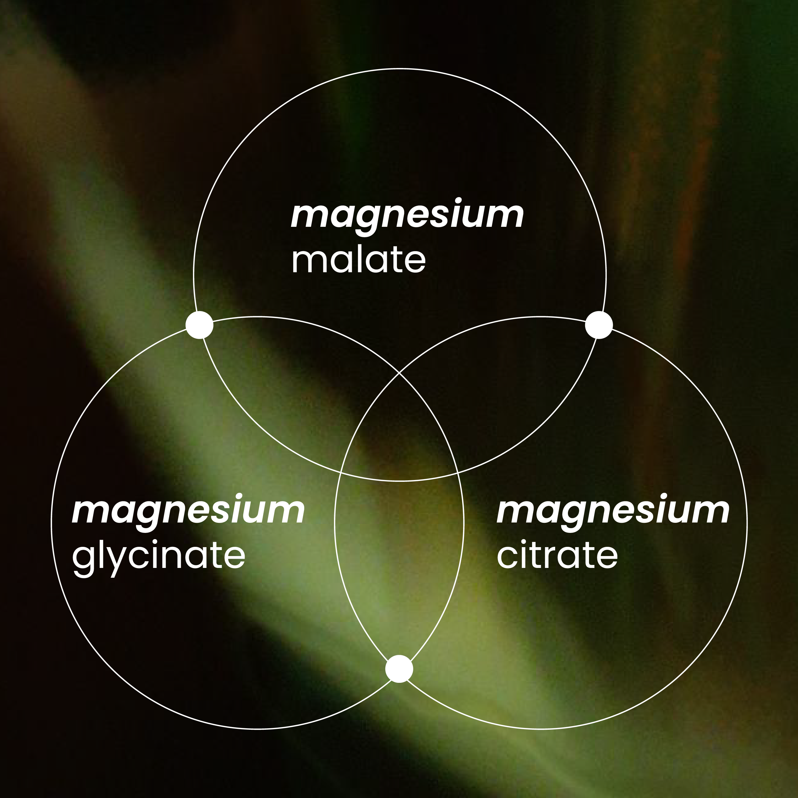 Neumina magnesium malate glycinate and citrate diagram - optimized bioavailability for full-body absorption