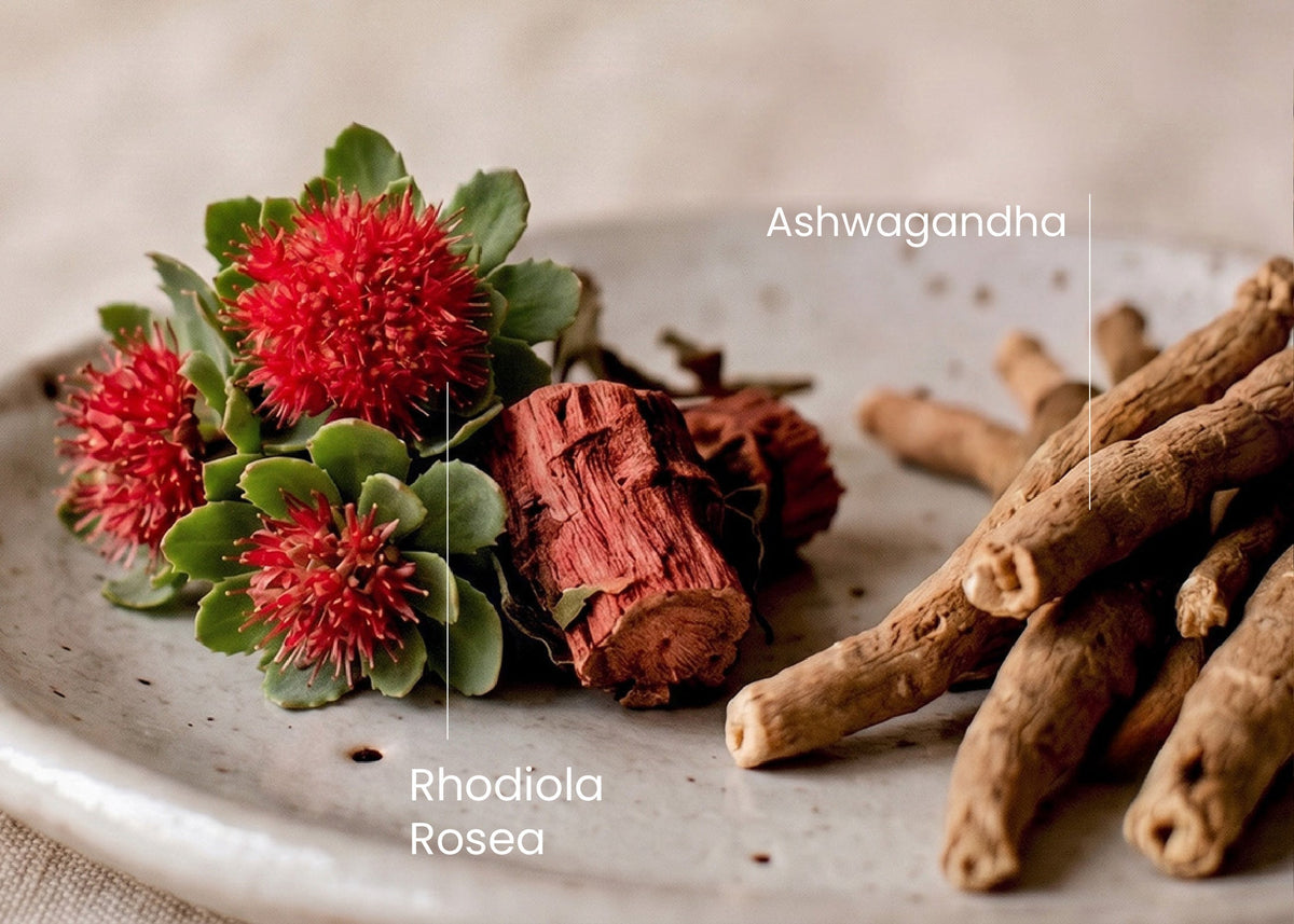 Salidroside VS Ashwagandha: Which One is Better for You?