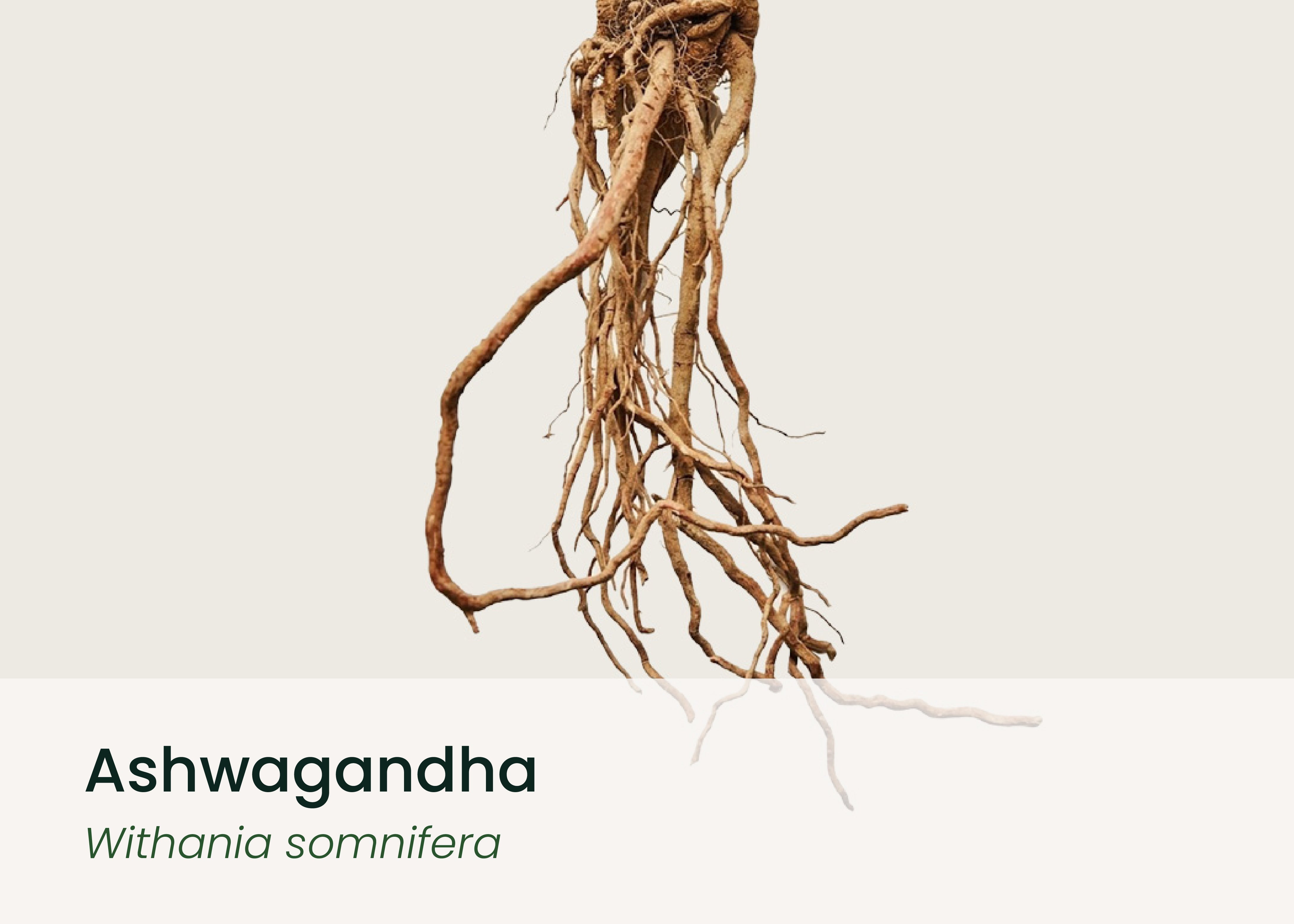 Ashwagandha: Benefits, Mechanisms, and What the Research Actually Shows