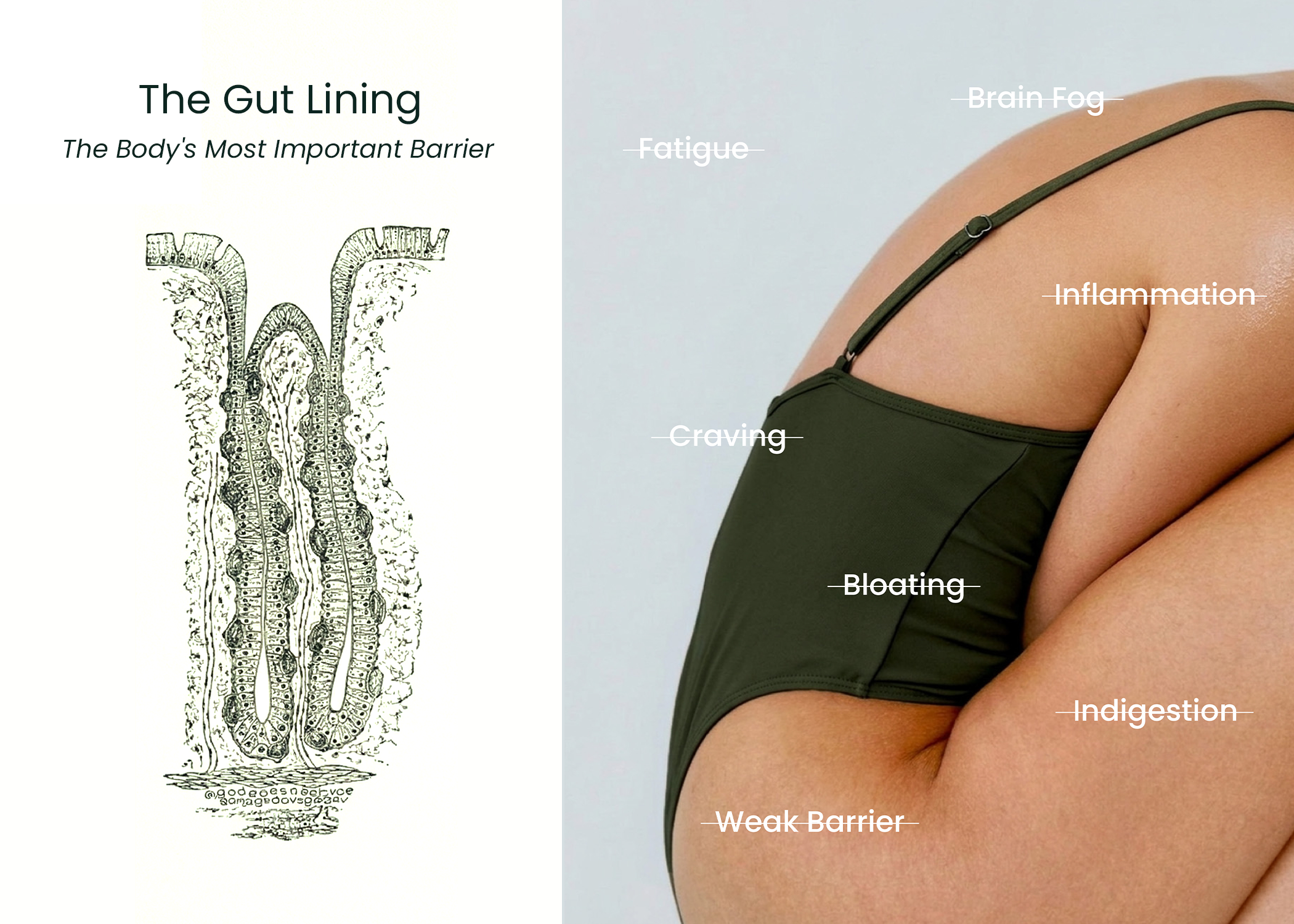 Neumina anatomical gut lining drawing and woman with digestive symptoms - gut barrier health and evidence-based microbiome nutrition blog