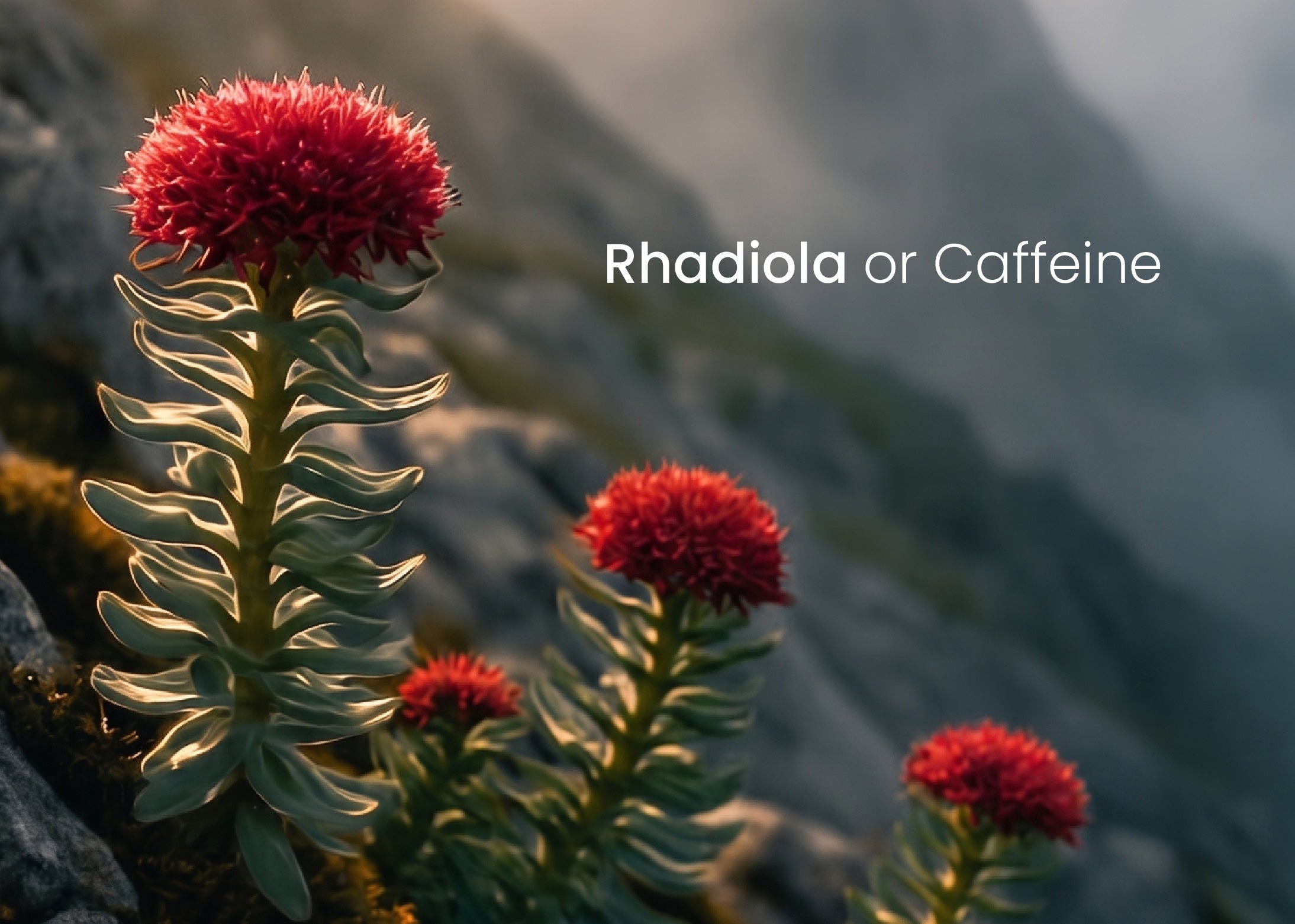 ls Rhodiola a Better Alternative to Caffeine