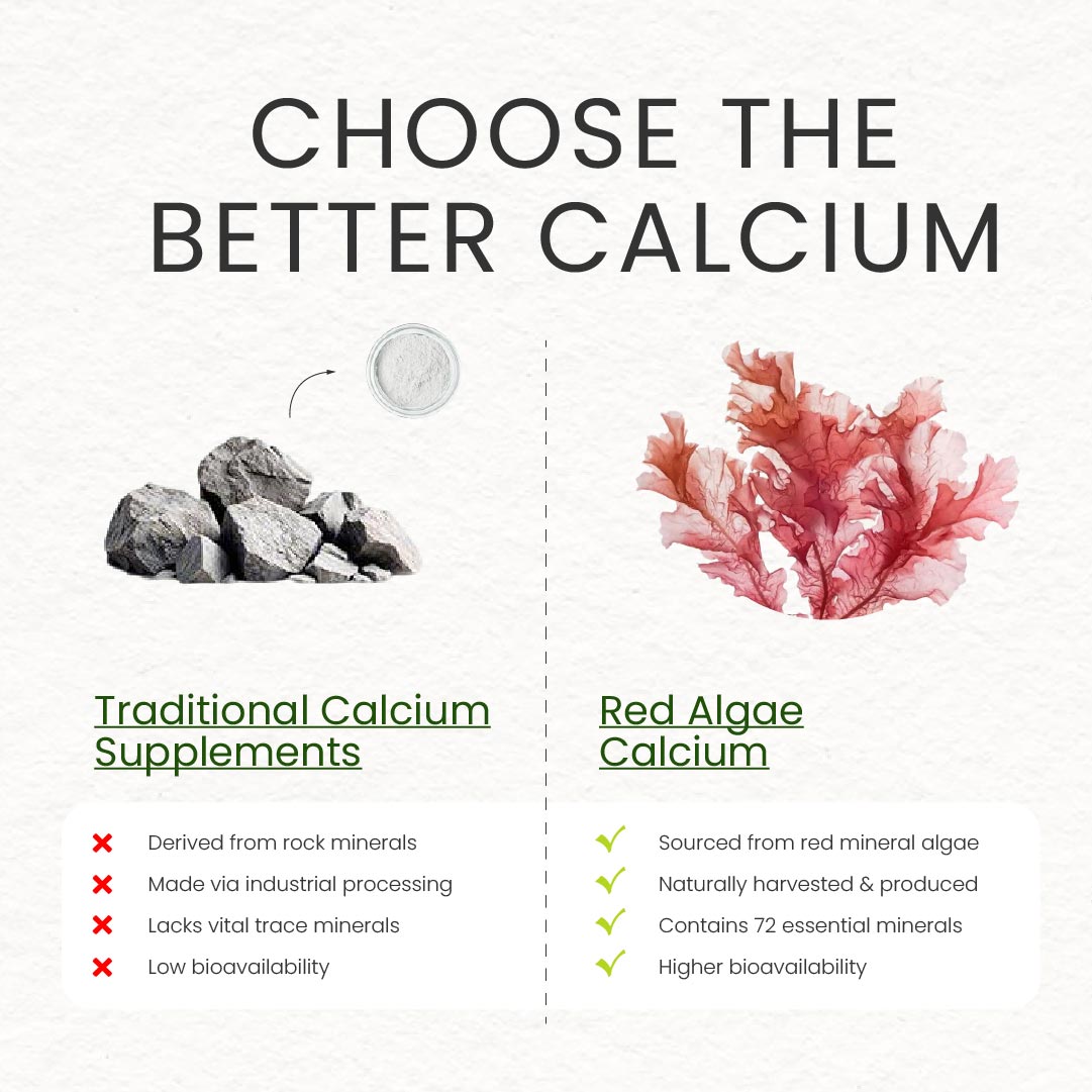 A comparison infographic titled "CHOOSE THE BETTER CALCIUM." It contrasts Traditional Calcium Supplements (derived from rock minerals, industrially processed, low bioavailability) with Neumina's Red Algae Calcium (sourced from red mineral algae, naturally harvested, higher bioavailability). Highlights that Red Algae Calcium contains 72 essential trace minerals that traditional calcium lacks. This visual positions Aquamin-derived calcium as a superior, whole-food mineral source for bone health.