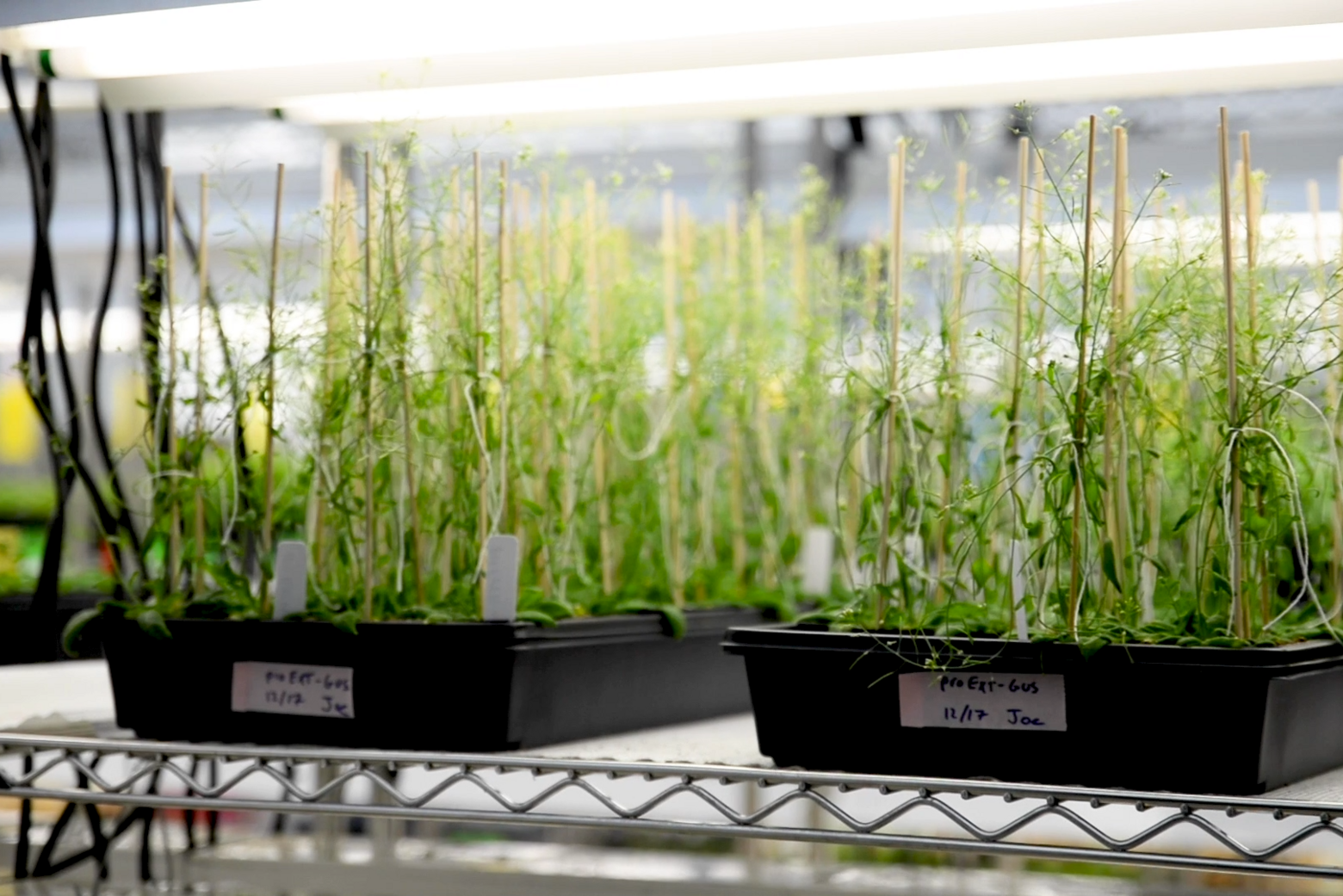 Neumina indoor plant cultivation for supplement research - natural plant-based supplement ingredients